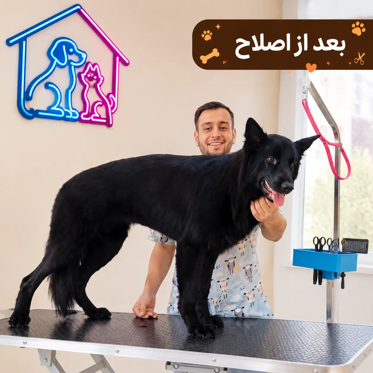 بوردر کولی